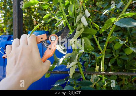 Mann im Garten im Hinterhof. Hände von Mans mit einer Gartenschere, die verwelkende Blumen auf Rosenbusch abschneidet. Saisonale Gartenarbeit, Beschneiden von Pflanzen mit Beschneiungsscheren i Stockfoto