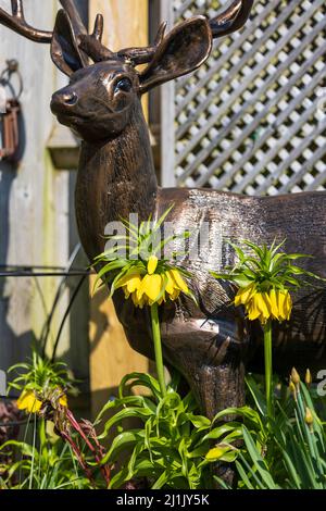 Fritillaria imperialista 'Maxima Lutea' Stockfoto