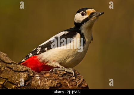 Nahaufnahme des Buntspechs (Dendrocopus major), aufgenommen Sussex, Großbritannien, 2022 Stockfoto