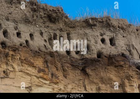 Schwalben auf den Klippen der Stadt Ahrenshoop auf der Ostseeinhalbinsel Darss in Deutschland im Sommer. Stockfoto
