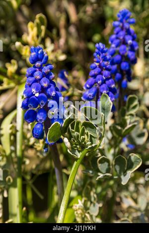 Traubenhyazinthen - Muscari armeniacum Stockfoto