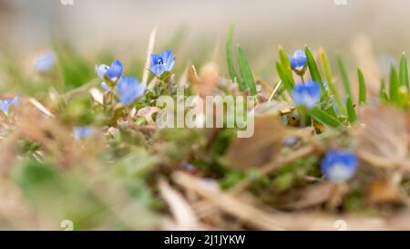 Kleine wilde blaue Blume im Garten Germander Speedwell oder Veronica Chamaedrys während des Frühlings Stockfoto