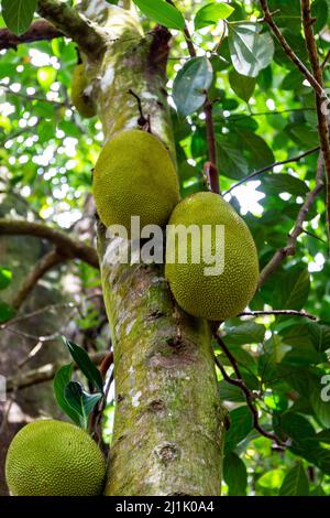 Jackfrucht (Artocarpus heterophyllus) Früchte wachsen auf einem Baum auf der Mahe Island, Seychellen. Stockfoto