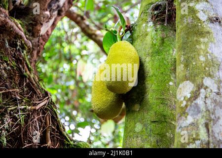 Jackfrucht (Artocarpus heterophyllus) Früchte wachsen auf einem Baum auf der Mahe Island, Seychellen. Stockfoto