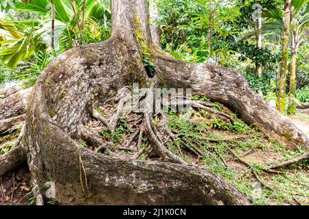 Große verzweigte Wurzeln des alten Mahagonibaums (Swietenia), bedeckt mit Moos im tropischen Regenwald auf Mahe Island, Seychellen. Stockfoto