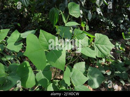 Auftauchende Blätter einer indischen Korallenbaumpflanze (Erythrina variegata) Stockfoto