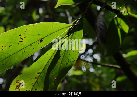 Niedrige Ansicht der Blätter einer Soursop-Pflanze (Annona muricata) mit winzigen Insektenkolonie unter den Blättern Stockfoto