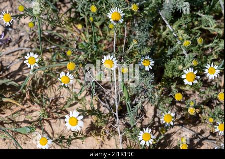 Blumenfelder in der hellen Südsonne. Drei Reiher fliegen über das grüne Grasfeld. Frühlingsblüte der Negev-Wüste in Israel. Stockfoto