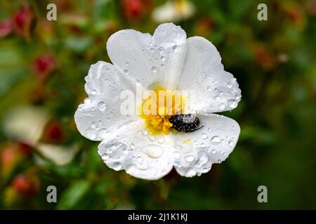 Kalifornische Anemone weiße Blume - lateinischer Name - Cácenteria californica Stockfoto