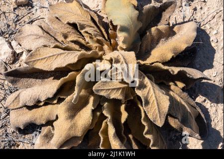 Nahaufnahme einer haarigen Rosette mit Tautropfen und abgefallenen Blättern der großen oder gemeinen Königskerze Verbascum thapsus im ersten Jahr ihres Wachstums Stockfoto