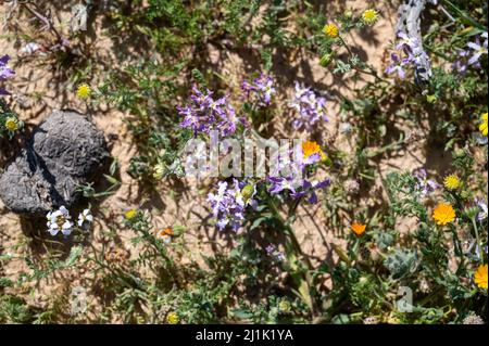 Blumenfelder in der hellen Südsonne. Drei Reiher fliegen über das grüne Grasfeld. Frühlingsblüte der Negev-Wüste . Stockfoto