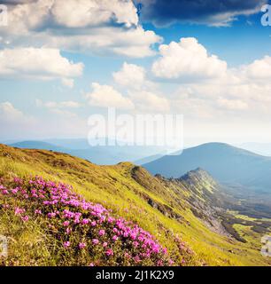 Magic Pink Rhododendron Blumen auf Sommer Berg. Karpaten, Ukraine, Europa. Beauty Welt. Stockfoto