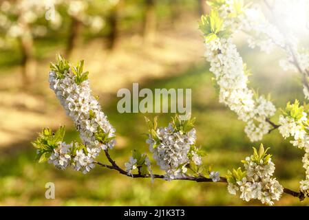 Weiße Blumen auf Pflaumenzweigen auf verschwommenem Hintergrund mit Sonnenstrahlen durch Äste, Banner, Kunstposter Stockfoto