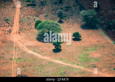 Luftaufnahme einer massiven pfeifenden Stachelakazie, die das untere Land, das Stammesgebiet Maasai, Greater Rift Valley, Kenia, beschattung Stockfoto