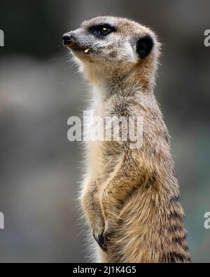 Eine vertikale, flache Fokusaufnahme einer stehenden Umgebung Stockfoto