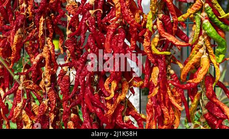 Getrockneter roter Chilischote, der an der Gartenwand hängt. Nahaufnahme von grünen und roten Paprika. Selektiver Fokus Stockfoto
