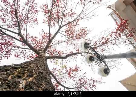 Traditionelles chinesisches Gebäude und blühende Bombax ceiba oder rote Baumwolle am Morgen Stockfoto