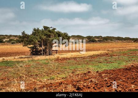 Landschaft mit dem berühmten alten Wacholderbaum der Liebenden in Ayia Napa, Zypern. Stockfoto