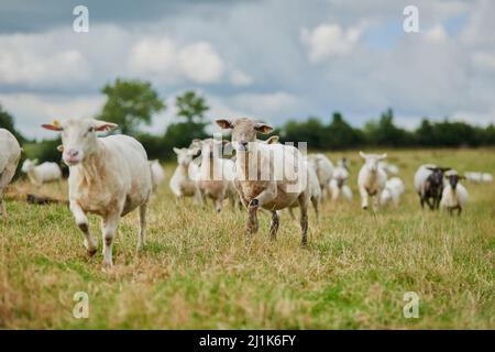 Zuletzt gibt es ein faules Ei. Aufnahme einer Schafherde, die auf einem Bauernhof schnell in eine Richtung läuft. Stockfoto