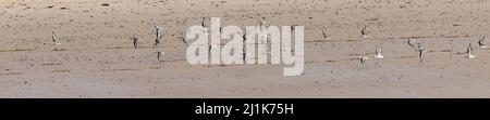 Sanderling (Calidris alba) scharen sich im Flug am Kenfig Beach, Wales, Großbritannien Stockfoto