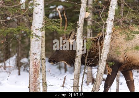 Spike Elk in Clam Lake, Wisconsin. Stockfoto