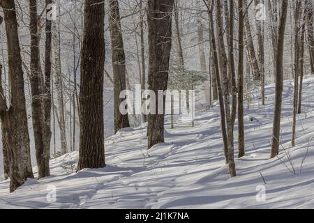 Nebliger Nebel, der an einem kalten Morgen im Norden von Wisconsin vom Chippewa River aufsteigt. Stockfoto