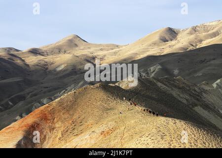 Kühe grasen alleine in den Bergen. Stockfoto