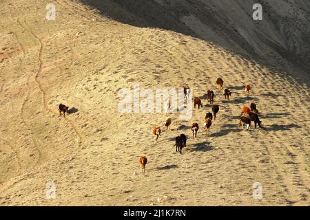 Kühe grasen alleine in den Bergen. Stockfoto