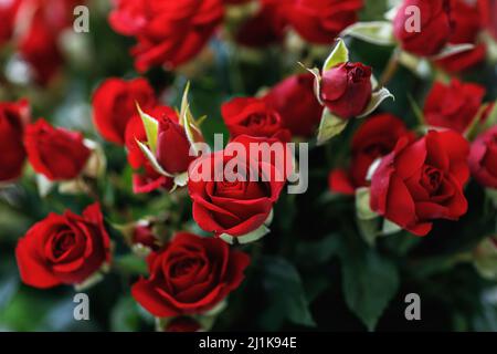 Nahaufnahme von vielen kleinen roten Rosen Stockfoto