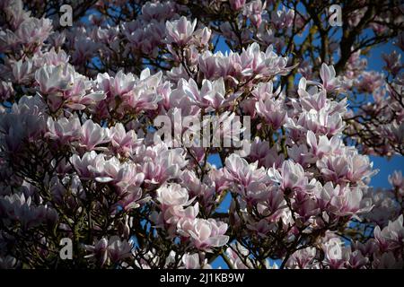 Thaxted, Großbritannien. 26. März 2022. Thaxted Essex England Magnolia Display 26 March 2022 Magnolia in Margaret Street Gardens Thaxted in North West essex, England Credit: BRIAN HARRIS/Alamy Live News Stockfoto