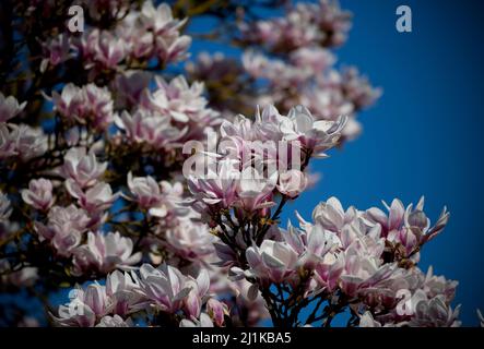 Thaxted, Großbritannien. 26. März 2022. Thaxted Essex England Magnolia Display 26 March 2022 Magnolia in Margaret Street Gardens Thaxted in North West essex, England Credit: BRIAN HARRIS/Alamy Live News Stockfoto