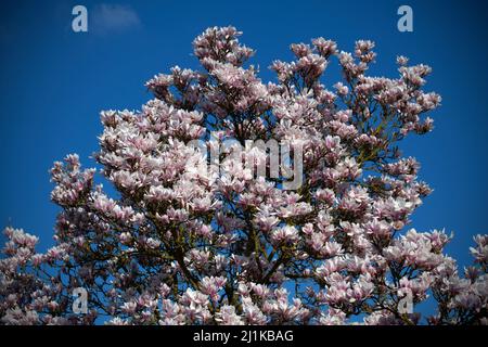 Thaxted, Großbritannien. 26. März 2022. Thaxted Essex England Magnolia Display 26 March 2022 Magnolia in Margaret Street Gardens Thaxted in North West essex, England Credit: BRIAN HARRIS/Alamy Live News Stockfoto