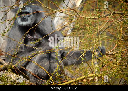 Prag, Tschechische Republik. 26. März 2022. Claire vier Monate Baby silvery Gibbon (Hylobates moloch) mit Mutter Alang Alang auf der Nahrungssuche in einem Baum im Prager Zoo in der Tschechischen Republik. (Bild: © Slavek Ruta/ZUMA Press Wire) Stockfoto