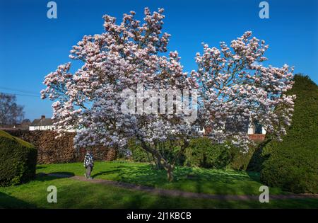 Thaxted, Großbritannien. 26. März 2022. Thaxted Essex England Magnolia Display 26 March 2022 Magnolia in Margaret Street Gardens Thaxted in North West essex, England Credit: BRIAN HARRIS/Alamy Live News Stockfoto