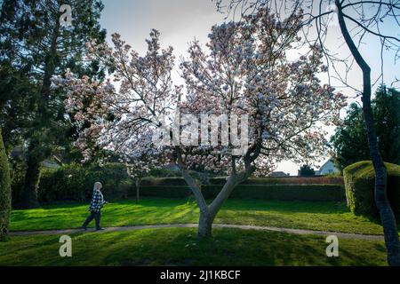 Thaxted, Großbritannien. 26. März 2022. Thaxted Essex England Magnolia Display 26 March 2022 Magnolia in Margaret Street Gardens Thaxted in North West essex, England Credit: BRIAN HARRIS/Alamy Live News Stockfoto