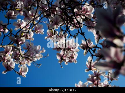 Thaxted, Großbritannien. 26. März 2022. Thaxted Essex England Magnolia Display 26 March 2022 Magnolia in Margaret Street Gardens Thaxted in North West essex, England Credit: BRIAN HARRIS/Alamy Live News Stockfoto