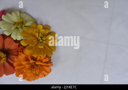 zinnia Blume Hintergrund isoliert auf weiß Stockfoto