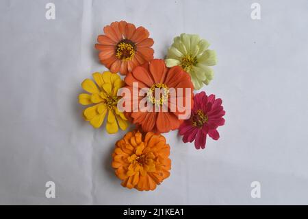 zinnia Blume Hintergrund isoliert auf weiß Stockfoto