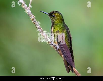 Ein Buff-tailed Coronet Kolibri (Boissonneaua flavescens), der auf einem Ast thront. Kolumbien, Südamerika. Stockfoto