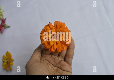 Die Hand hält die schöne blühende Zinnia Blume Stockfoto