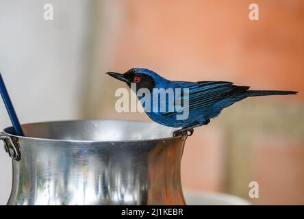 Ein maskierter Flowerpiercer (Diglossa cyanea), der aus einem Metalltopf trinkt. Kolumbien, Südamerika. Stockfoto