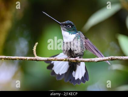 Ein Kolibri der Inka (Coeligena torquata), der auf einem Ast thront. Kolumbien, Südamerika. Stockfoto