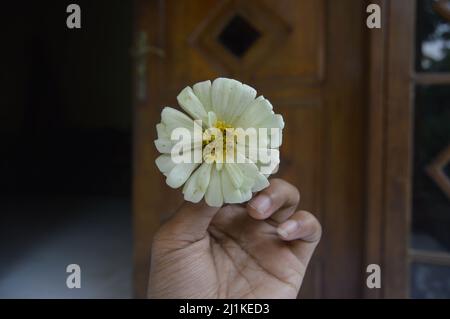 Die Hand hält die schöne blühende Zinnia Blume Stockfoto