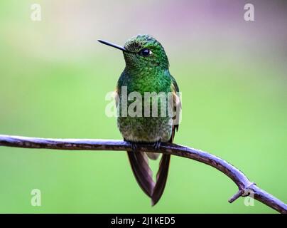 Ein Buff-tailed Coronet Kolibri (Boissonneaua flavescens), der auf einem Ast thront. Kolumbien, Südamerika. Stockfoto