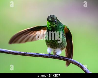 Ein Buff-tailed Coronet Kolibri (Boissonneaua flavescens), der auf einem Ast thront. Kolumbien, Südamerika. Stockfoto