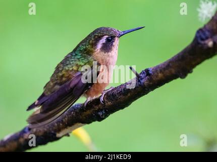 Ein gesprenkelter Kolibri (Adelomyia melanogenys), der auf einem Ast thront. Kolumbien, Südamerika. Stockfoto