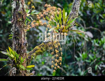Im Nebelwald der Anden blüht die bunte Orchidee Odontoglossum in voller Blüte. Kolumbien, Südamerika. Stockfoto