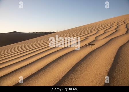 Krötenkopf-Agama, Ganzkörperaufnahme, Phrynocephalus mystaceus, Desert National Park, Jaisalmer, Rajasthan, Indien Stockfoto