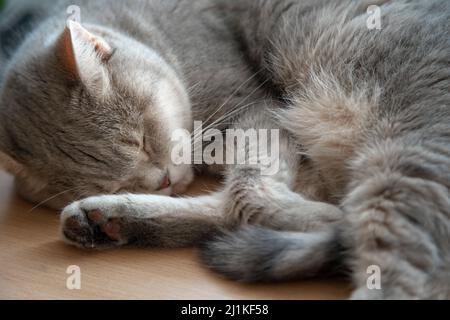 Eine graue Katze schläft in Nahaufnahme auf einem Holzboden. Stockfoto