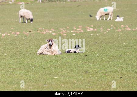 Ein neugeborenes Frühlingslamm auf einem Feld in Shropshire, Großbritannien an einem sonnigen Frühlingstag Stockfoto